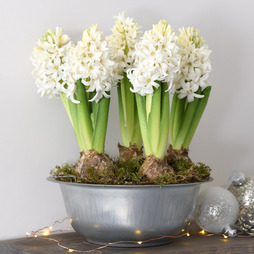 Hyacinth in Zinc Bowl - Gift