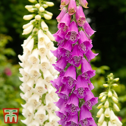 Foxglove 'Excelsior Hybrid Mixed' - Seeds