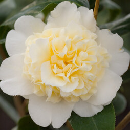Camellia japonica Jury's Yellow