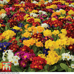 Polyanthus 'Pacific Giants Mixed' - Seeds