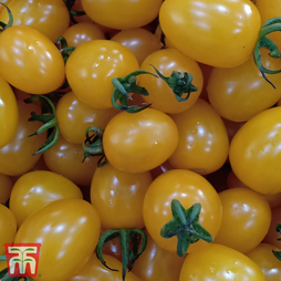 Tomato 'Ildi' - Seeds