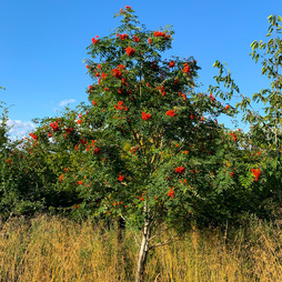 Rowan Tree (Sorbus aucuparia) grown by Cotswold Trees