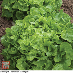 Lettuce 'Salad Bowl' (Loose-Leaf) - Seeds