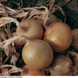 Onion 'Bedfordshire Champion' - Seeds