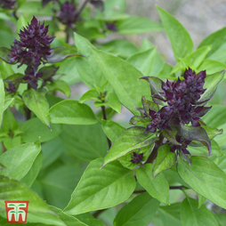 Basil 'Siam Queen' - Seeds