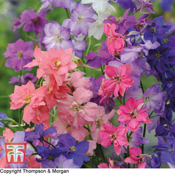 Larkspur 'Sublime Mixed' - Seeds