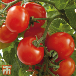 Tomato 'Gartenperle' - Seeds