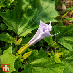 Datura metel 'La Fleur Lilac'