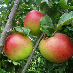Apple 'Annie Elizabeth' (Organic)