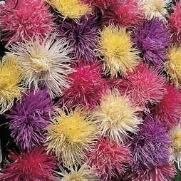 Aster 'Spider Chrysanthemum Mixed' - Seeds