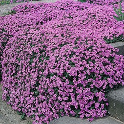 Aubrieta 'Purple Cascade' F1 Hybrid - Seeds