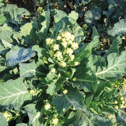 Broccoli 'Burbank' F1 Hybrid (White Sprouting) - Seeds