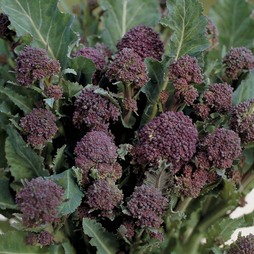 Broccoli 'Red Arrow' (Purple Sprouting)