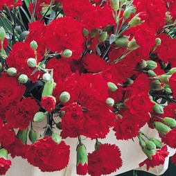 Dianthus caryophyllus 'Trailing Carnations Mixed'
