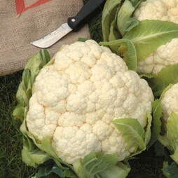 Cauliflower 'Aalsmeer' (Spring) - Seeds