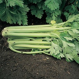 Celery 'Tango' F1 Hybrid (Self blanching) - Seeds