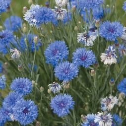 Cornflower 'Dwarf Blue Midget' - Seeds