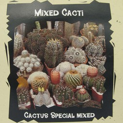 Cactus 'Special Mixed' - Exotic Seed Collection