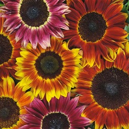 Sunflower 'Harlequin' F1 Hybrid - Seeds