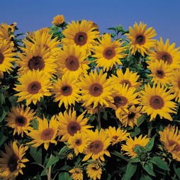 Sunflower 'Dwarf Yellow Spray'