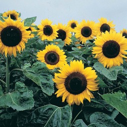 Sunflower 'Elite Sun' F1 Hybrid - Seeds
