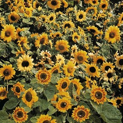 Sunflower 'Music Box' - Seeds