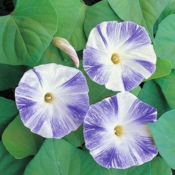 Morning Glory 'Flying Saucers' - Seeds