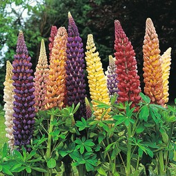 Lupin 'Band of Nobles Mixed' - Seeds