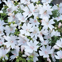 Malva moschata 'Snow White' - Seeds