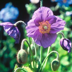 Meconopsis baileyi 'Hensol Violet' - Seeds