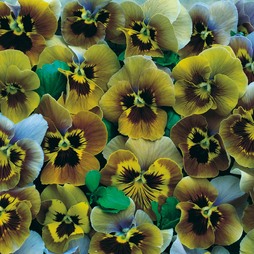 Pansy 'Envy' - Seeds