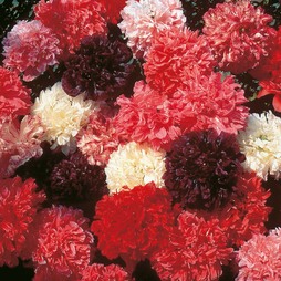 Poppy 'Peony Flowered Mixed' (Paeoniiflorum group)