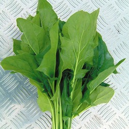 Spinach 'Mikado' F1 Hybrid - Seeds