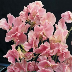 Sweet Pea 'Tickled Pink'
