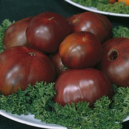 Tomato 'Black Russian' - Heritage
