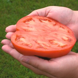 Tomato 'Country Taste' F1 Hybrid - Seeds