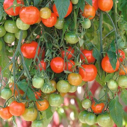 Tomato 'Tumbling Tom Red' - Seeds
