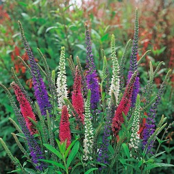 Veronica (Mixed Colours) - Seeds