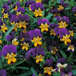 Viola tricolor - Seeds