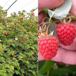 Raspberry 'Glen Fyne' (Summer fruiting)