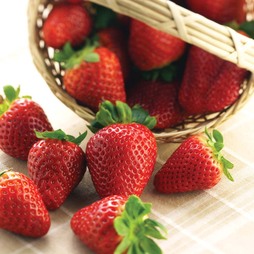 Strawberry 'Albion' (Everbearer/ All Season)
