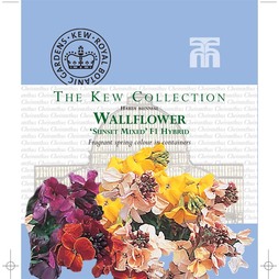 Wallflower 'Sunset Mixed' F1 Hybrid - Kew Collection Seeds