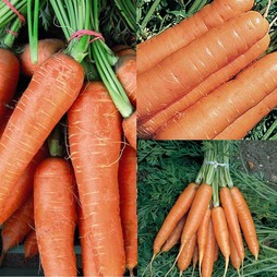 Carrot Fly Free Seed Collection