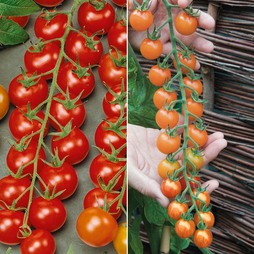 Tomato 'Sweetest Tomato Duo' - Seeds