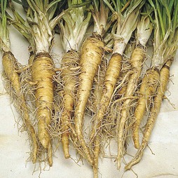 Salsify 'Scorzobianca' - Vita Sementi® Italian Seeds