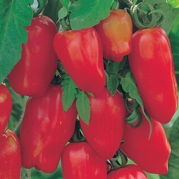 Tomato 'Il San Marzano Lungo 2' - Vita Sementi® Italian Seeds