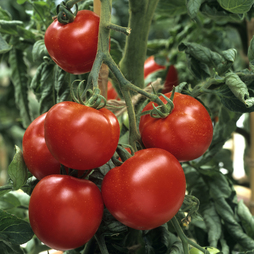 Tomato 'Craigella' - Heritage Seeds