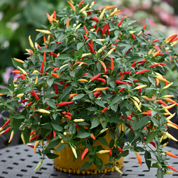 Chilli Pepper 'Basket of Fire' F1 - Seeds