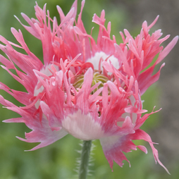 Poppy 'Pink Fizz' - Seeds