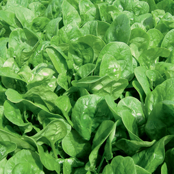 Spinach 'Apollo' - Seeds